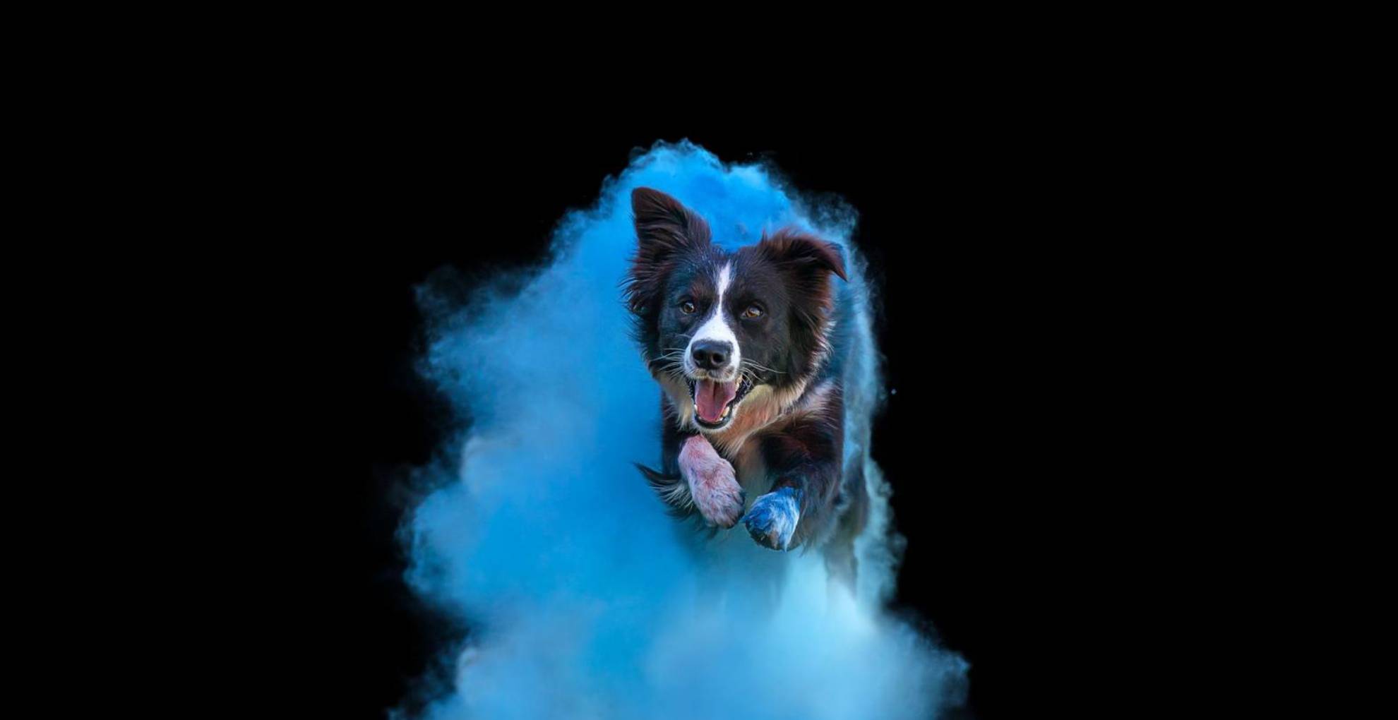 addestratorecinofilobologna_home_slide