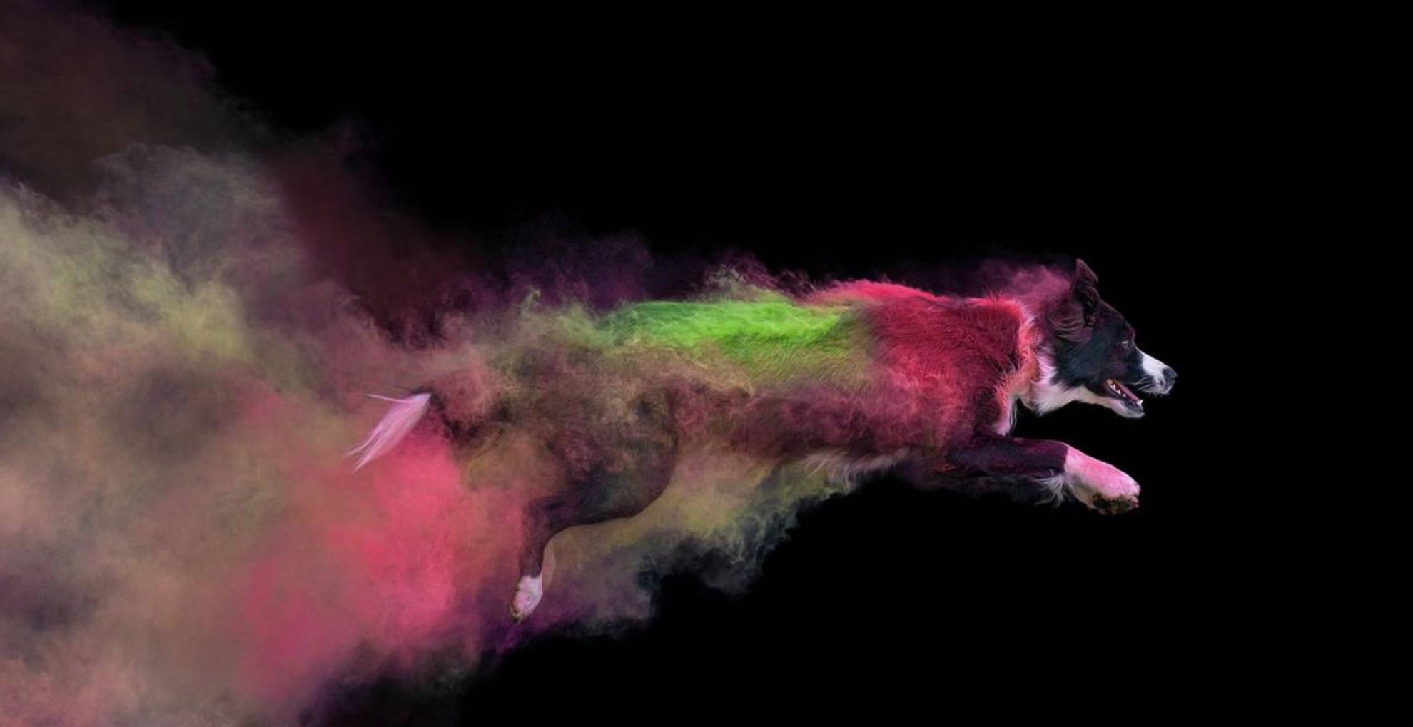 addestratorecinofilobologna_home_slide_01